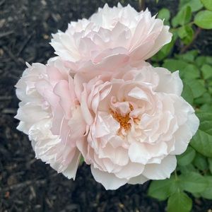 Meet your Posher, Tanya